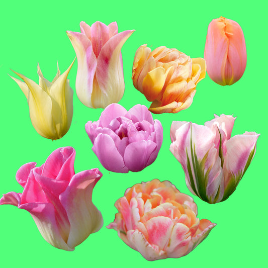 løklasagne elegantus