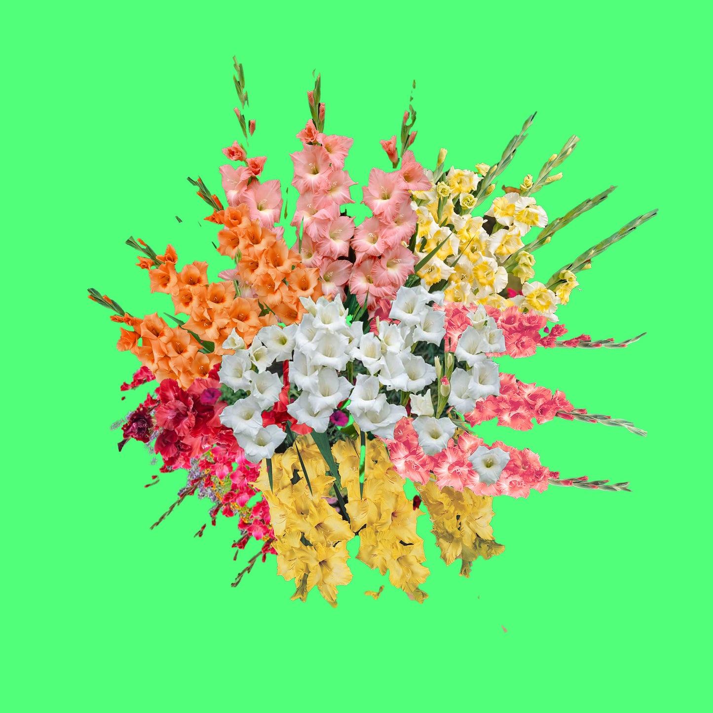 gavekort: gladioler + frakt