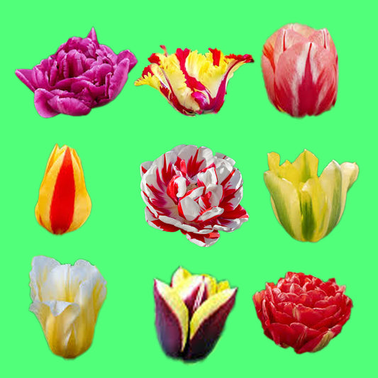 løklasagne tutti frutti